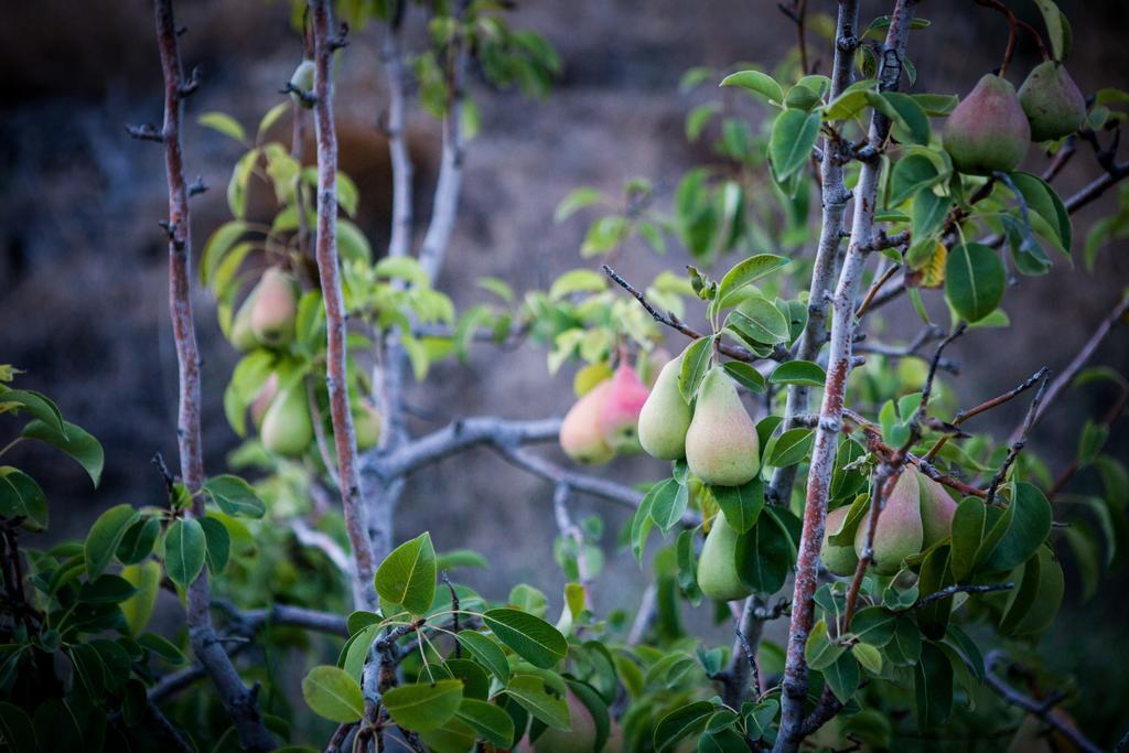 "Palatiana Agriturismo-Philoxenia Cottages", Private Nature Retreats Galini エクステリア 写真